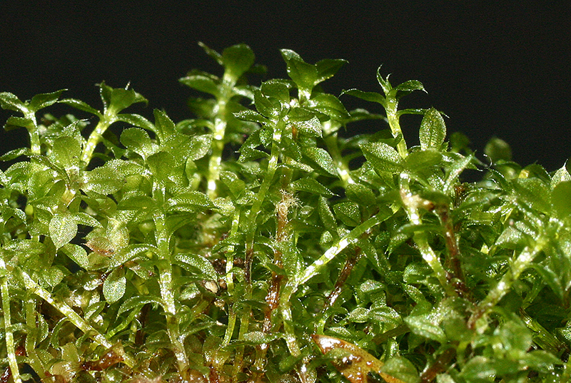 https://www.nzplants.auckland.ac.nz/en/about/mosses/native-species/splachnaceae/tayloria-callophylla.html